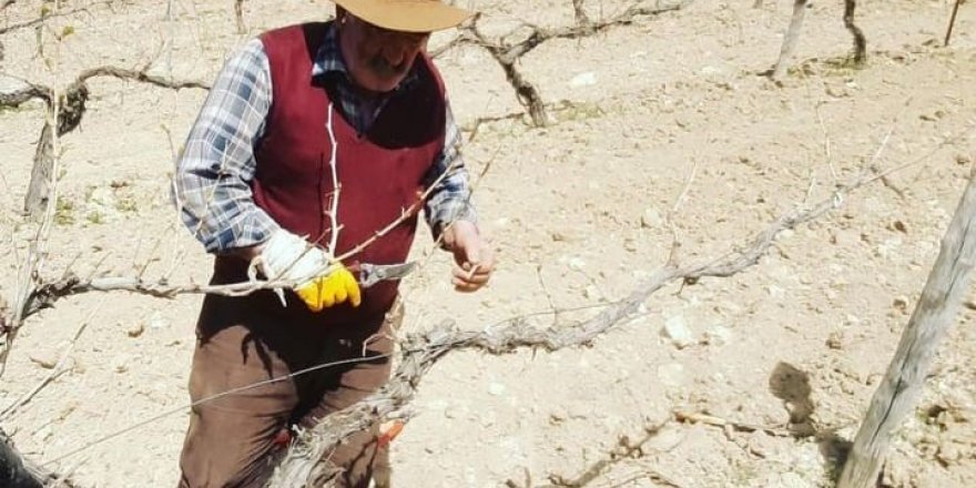 Çemişgezek’te bağ budama dönemi başladı