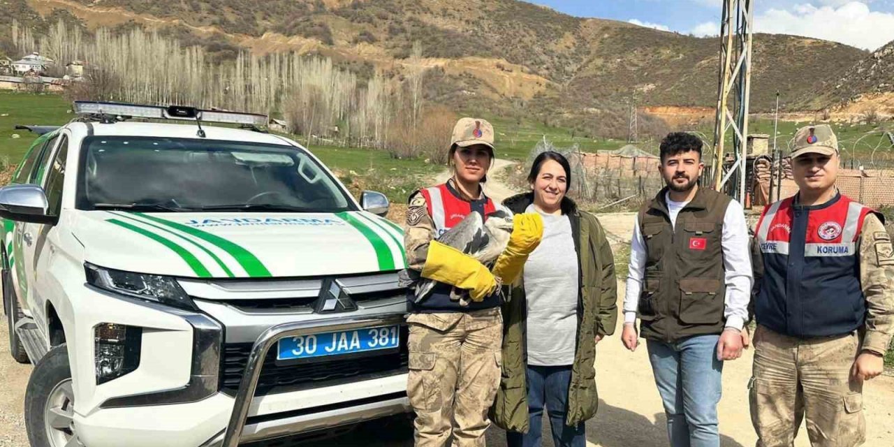 Şemdinli’de gri balıkçıl türü kuş bulundu