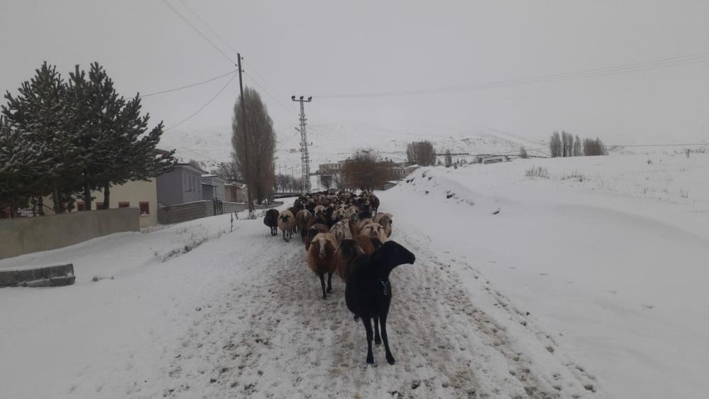 Kar yağışı koyun sürülerine zor anlar yaşattı