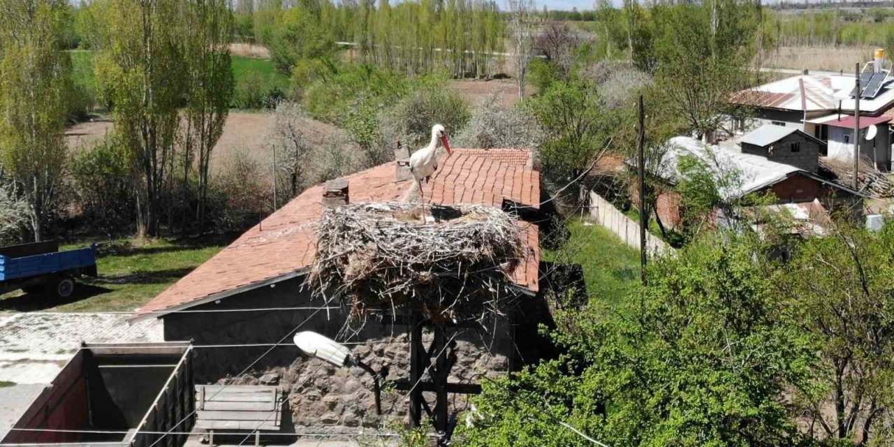 Elektrik direğinin tepesindeki yuva, leylek ailesine yaklaşık 20 yıldır ev sahipliği yapıyor