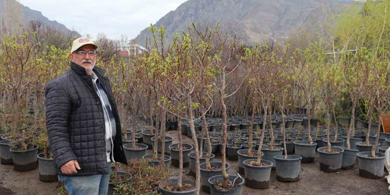 Fidan dikmenin şimdi tam zamanı