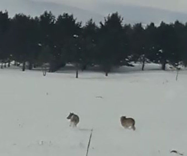 Ardahan’da kurtlar karayoluna indi