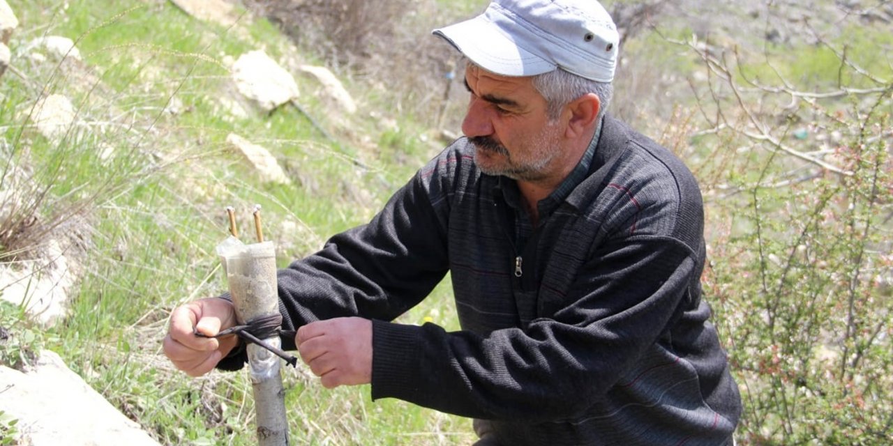 Doğa tutkunu Altan, 36 yıldır dağlardaki verimsiz ağaçları aşılayarak verimli hale getiriyor