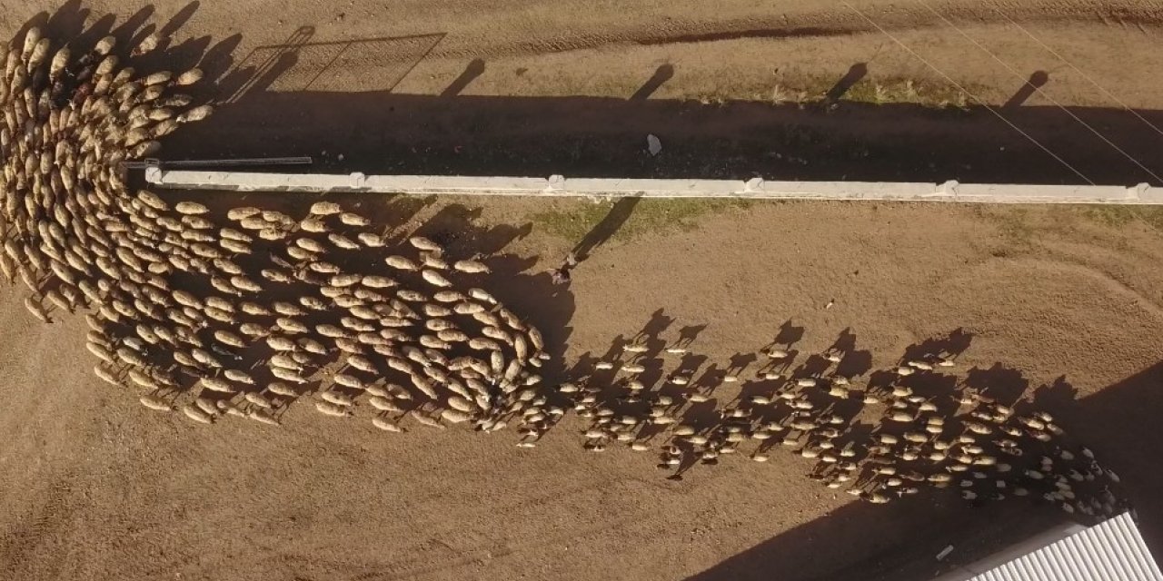 Ahlat’ta koyun ve kuzuların buluşması renkli görüntüler oluşturdu