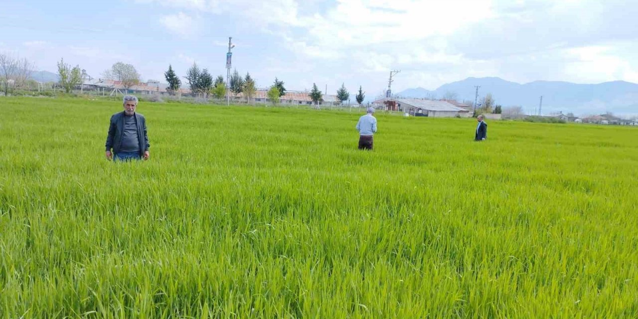 Elazığ’da hububat alanlarında çalışmalar sürüyor