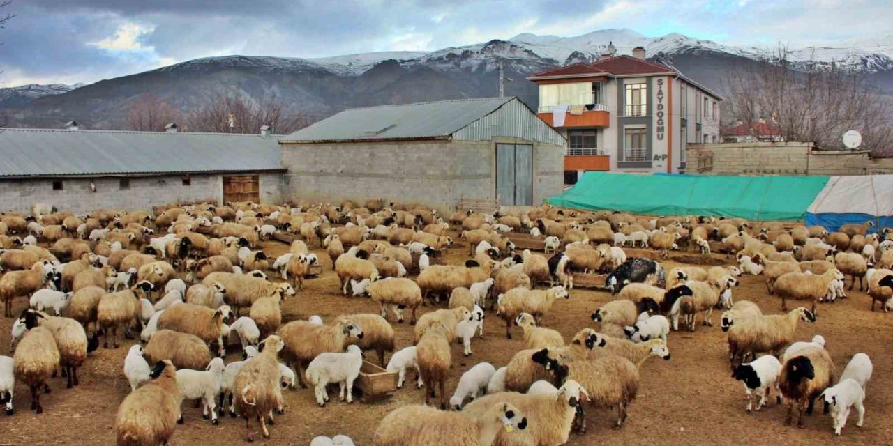 Kuzuların annelerine kavuşma anları