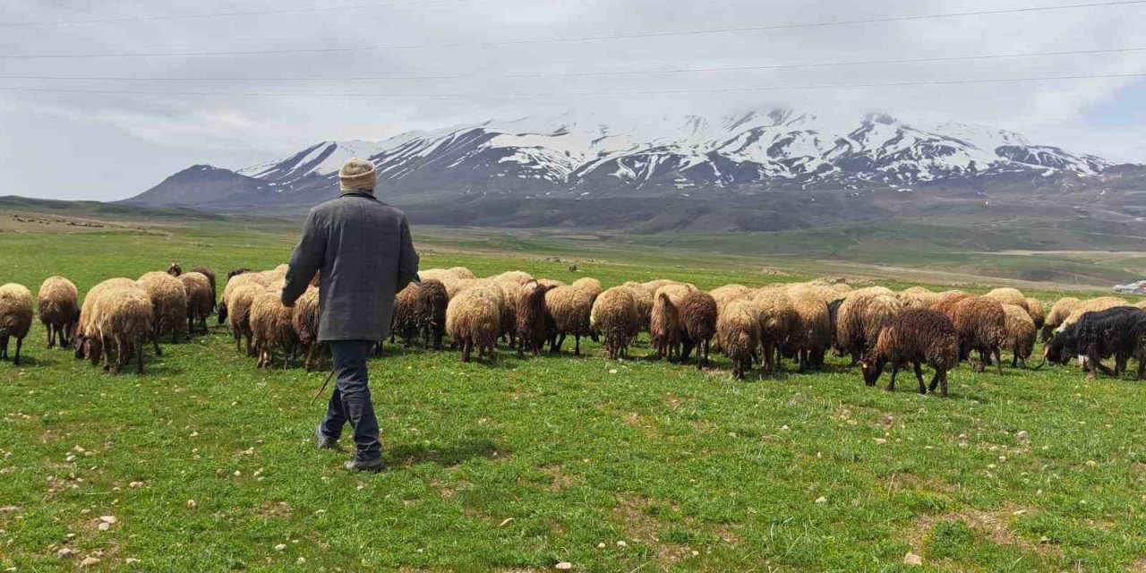 Sürülerin Süphan Dağı’na yolculuğu başladı