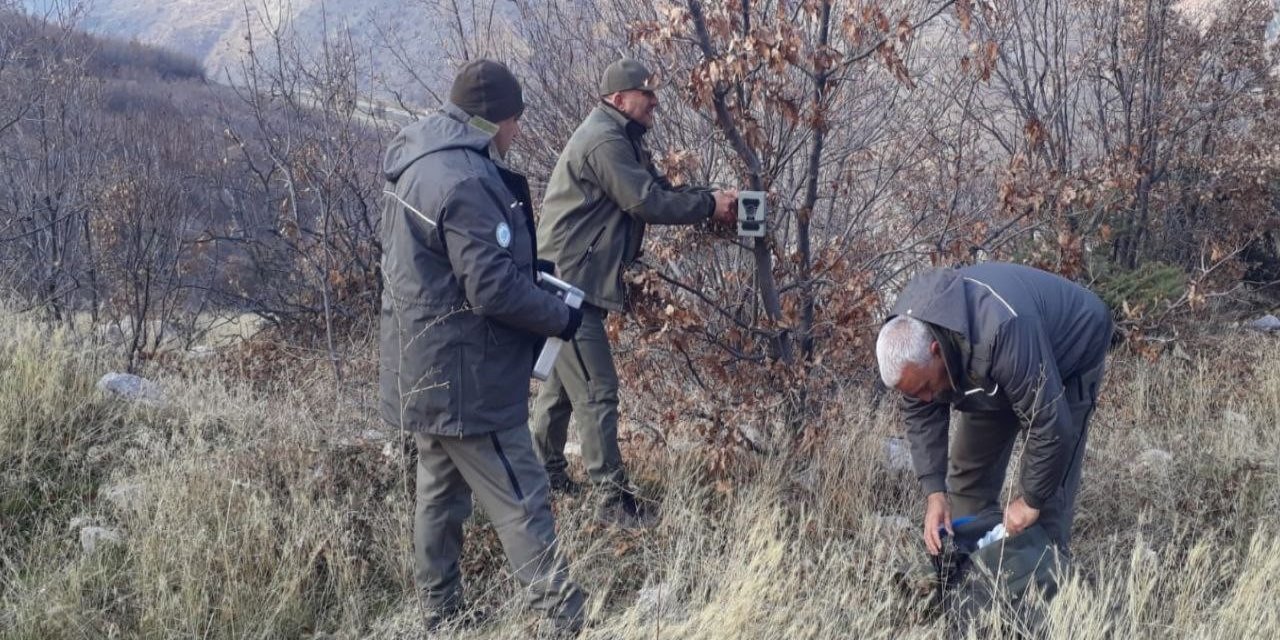 Elazığ’ın yaban hayatı fotokapanlar ile kayıt altına alınıyor