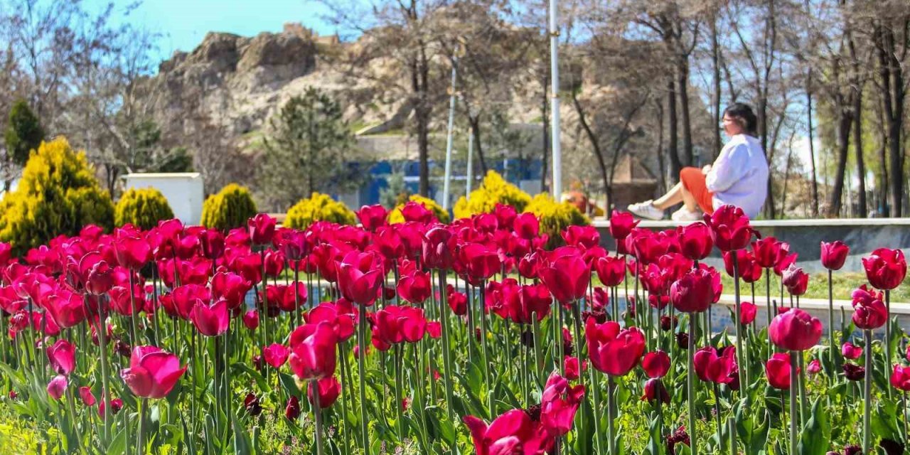 Laleler park ve bahçeleri renklendirdi