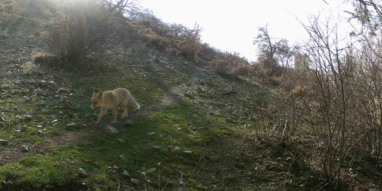 Erzincan’da yaban hayat fotokapanlarla görüntülendi