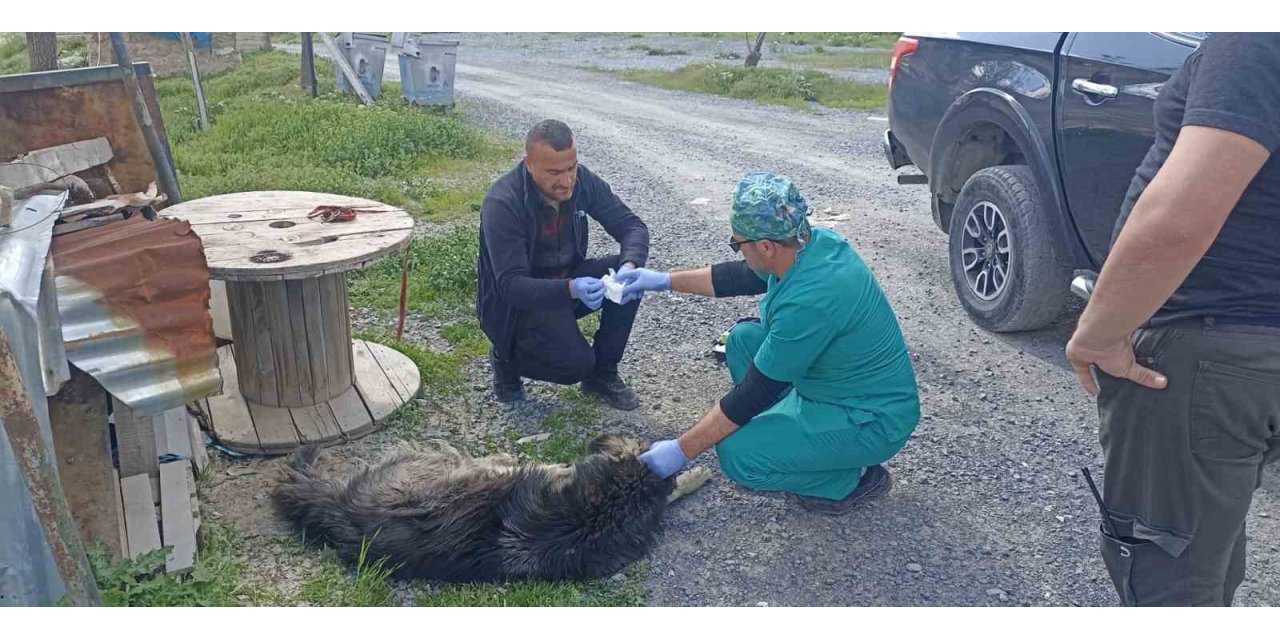 Yılanların ısırdığı köpeklere belediye sahip çıktı