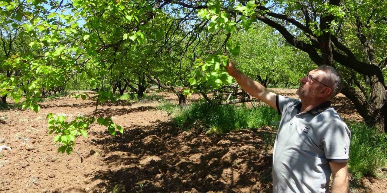 Kayısı düşük rekolte tehlikesiyle karşı karşıya