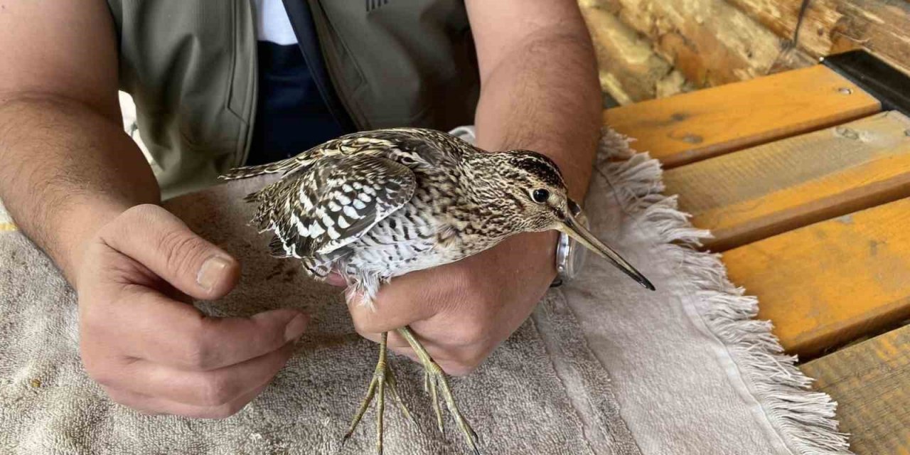 Iğdır’da uçamaz halde bulunan Su Çulluğu kuşu tedavi altına alındı