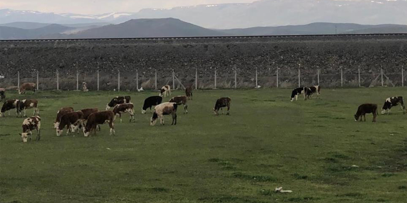 Kars'ta meralar renklendi