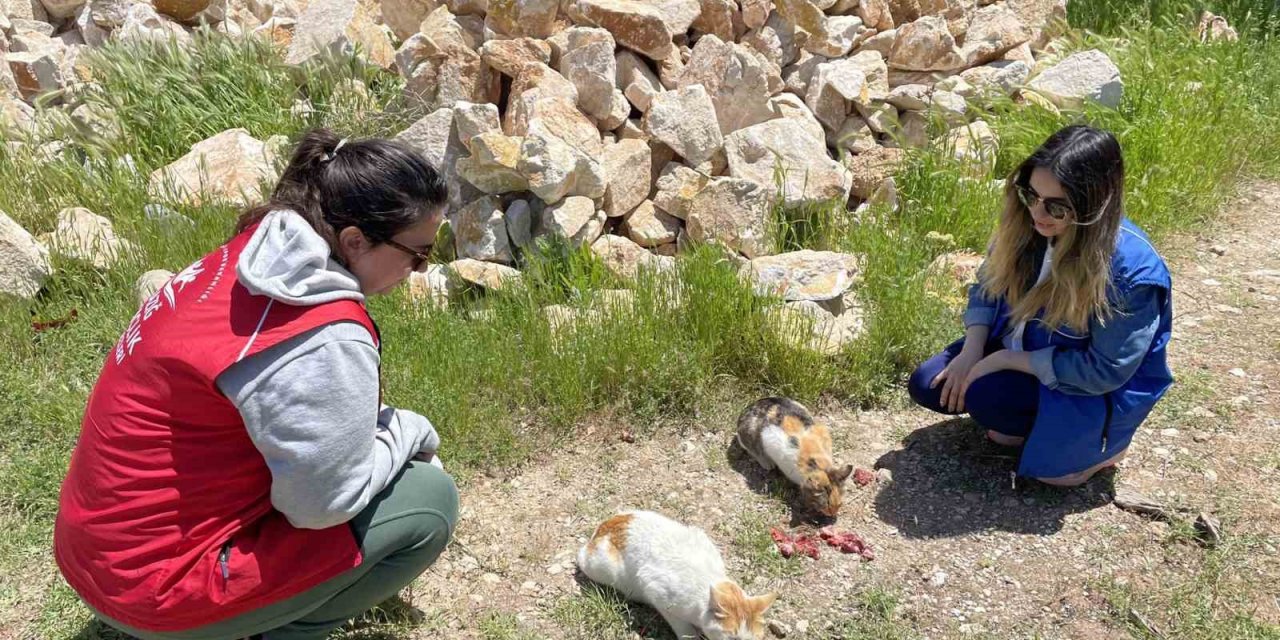 Elazığ’ın genç gönüllülerinden sokak hayvanlarına mama desteği