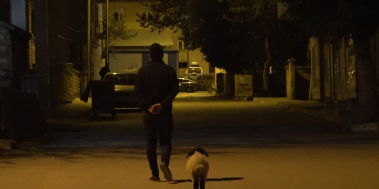 Muş’ta bebek gibi bakılan kuzu sahibinin peşinde çarşı pazar geziyor