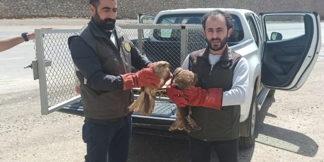 Bingöl’de yaralı bulunan akbaba ve Su Şahinleri tedavi altına alındı