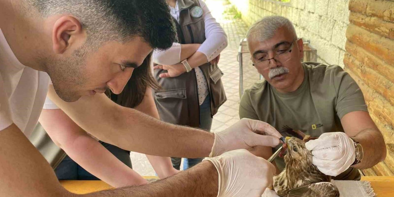 Yaralı bulunan şahin tedavi altına alındı