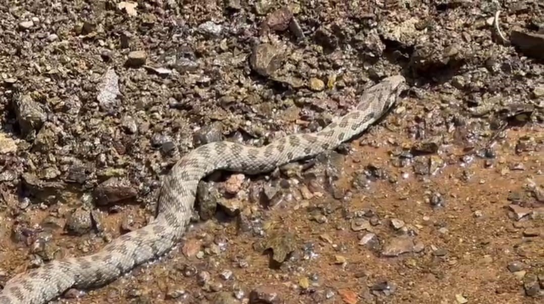 Orta Doğu ve Orta Asya’da yaşıyor, Tunceli’de görüntülendi