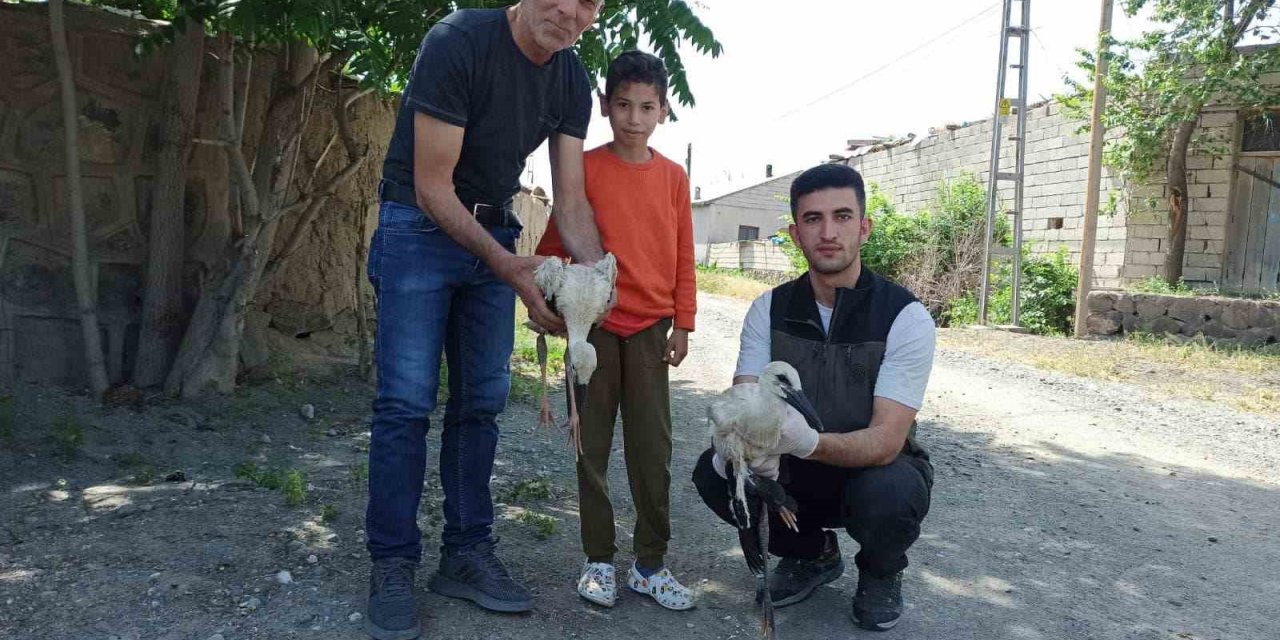 Yaralı bulunan yavru leylekler tedavi altına alındı