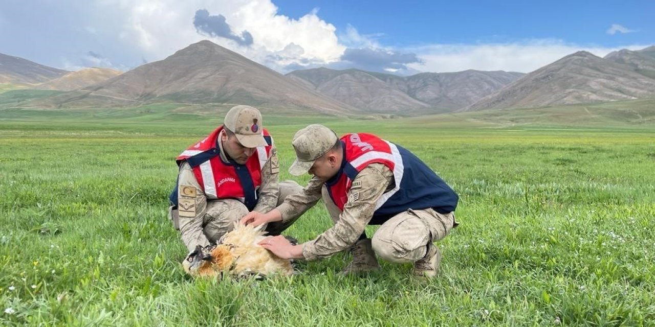 Yaralı akbaba koruma altına alındı