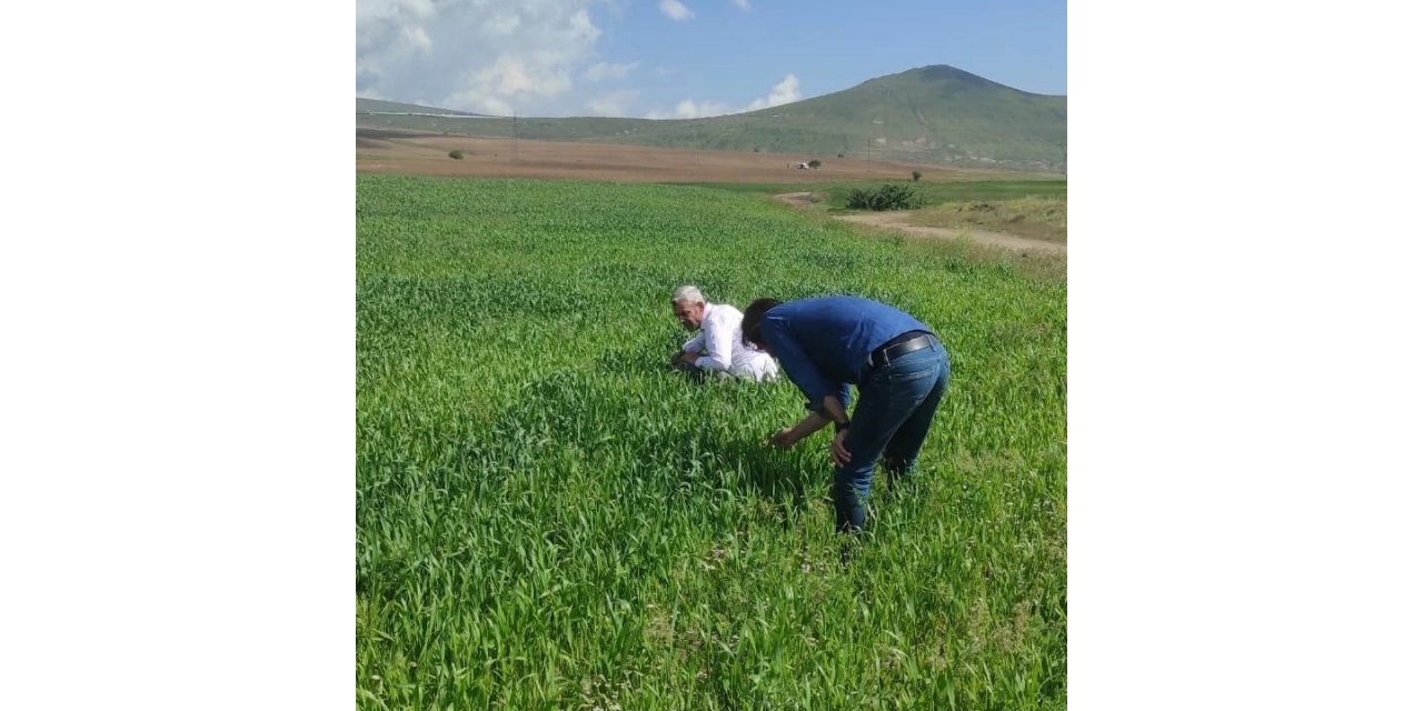 Tatvan’daki tahıl üretim alanlarında hastalık kontrolleri yapıldı