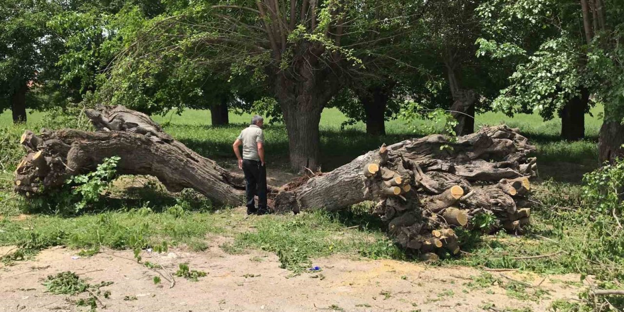 Asırlık dut ağacı ortadan ikiye ayrılıp devrildi