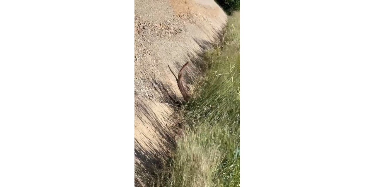 Elazığ’da yılanların dansı