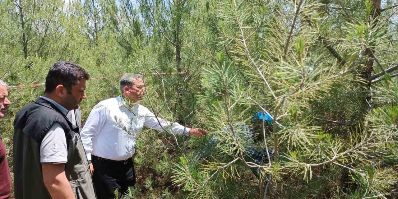 Elazığ’da kızılçam ormanlarında sıklık bakım çalışması yapıldı