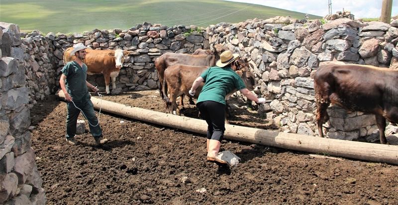 Hayvan aşılama ve küpeleme çalışmaları devam ediyor