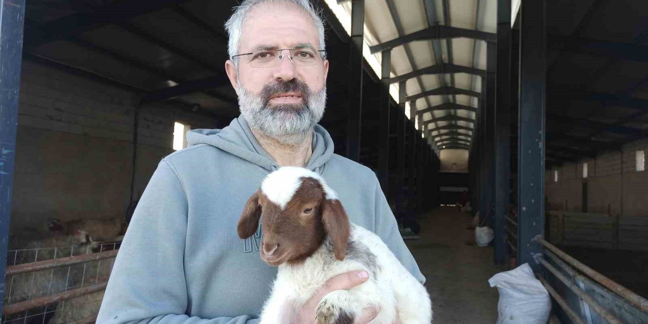 Yöneticiliği bırakıp çocukluk hayali olan küçükbaş hayvan çiftliği kurdu