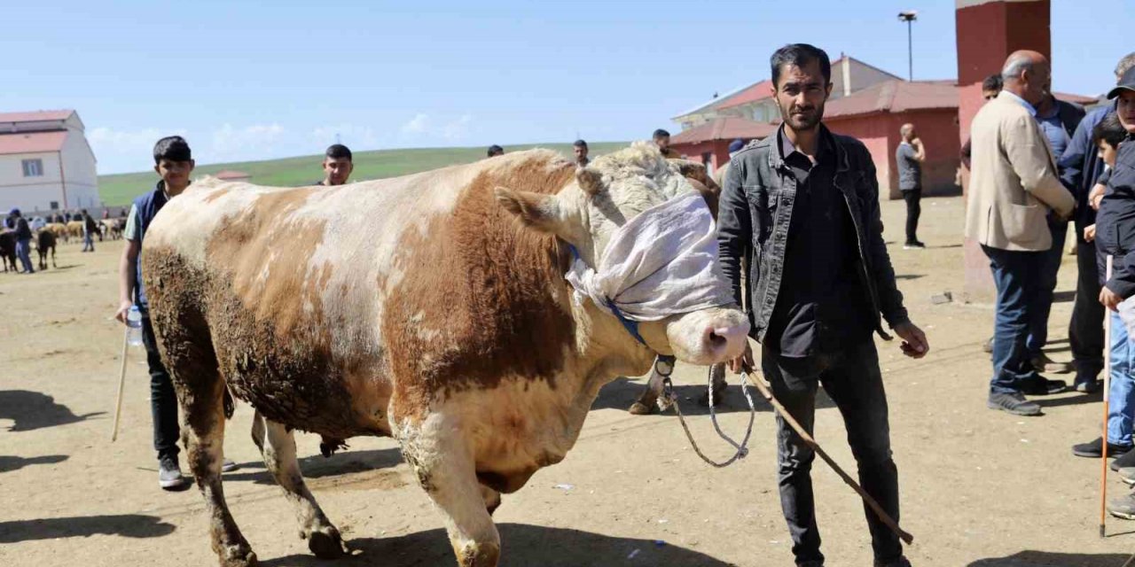 Doğu’dan Batıya kurbanlık sevkiyatı hız kazandı