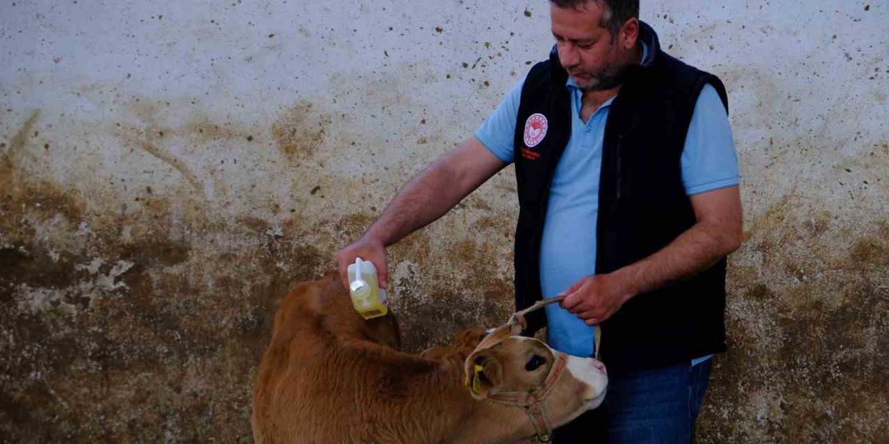 Büyükbaş hayvanlar kenelere karşı ilaçlanıyor