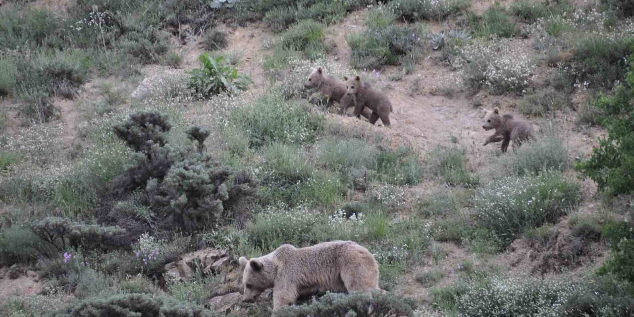 Tunceli’de bozayı yavruları fotoğraflandı