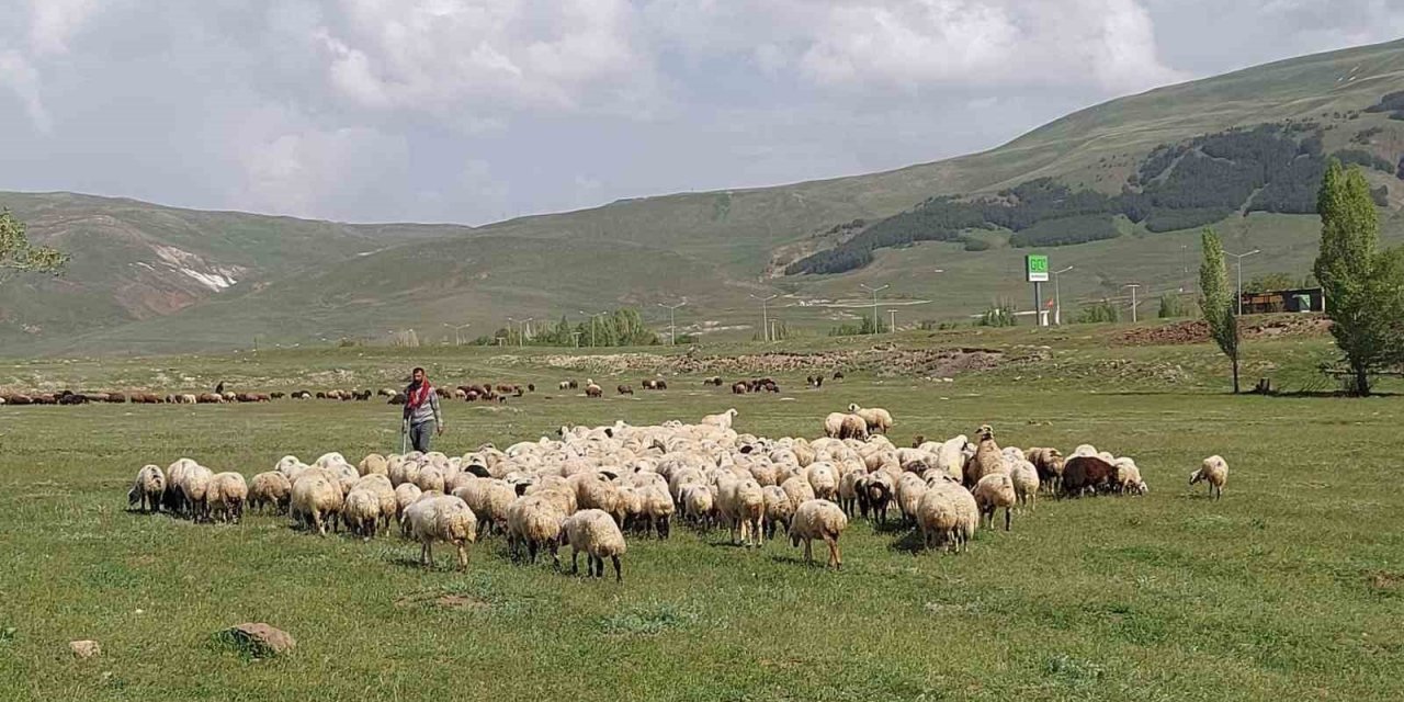 Doğu Anadolu Canlı Hayvan Pazarı’nda hareketlilik başladı