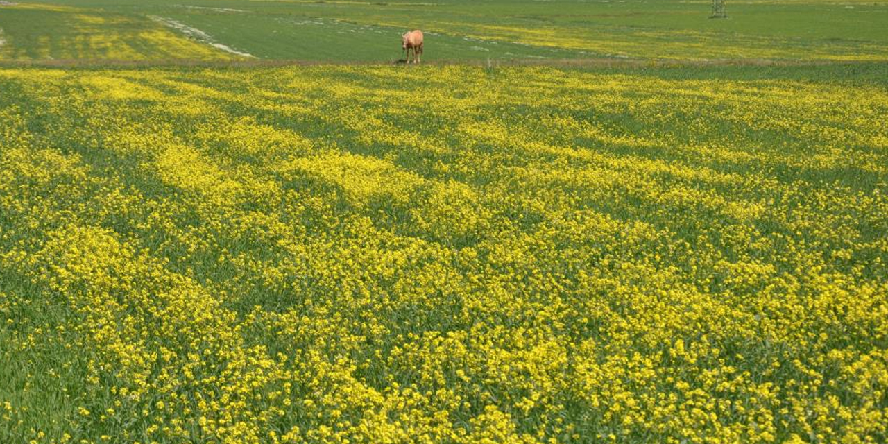 Kars’ta renk cümbüşü yaşanıyor