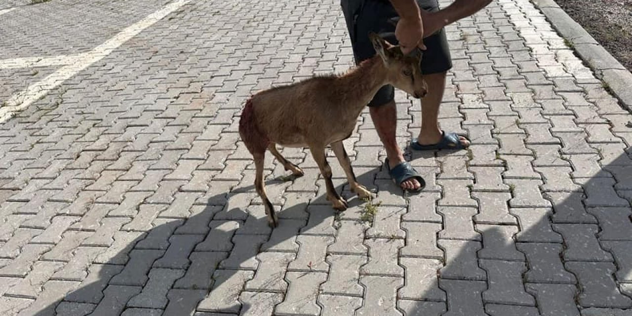 Tunceli’de yaralı bulunan dağ keçisi koruma altına alındı