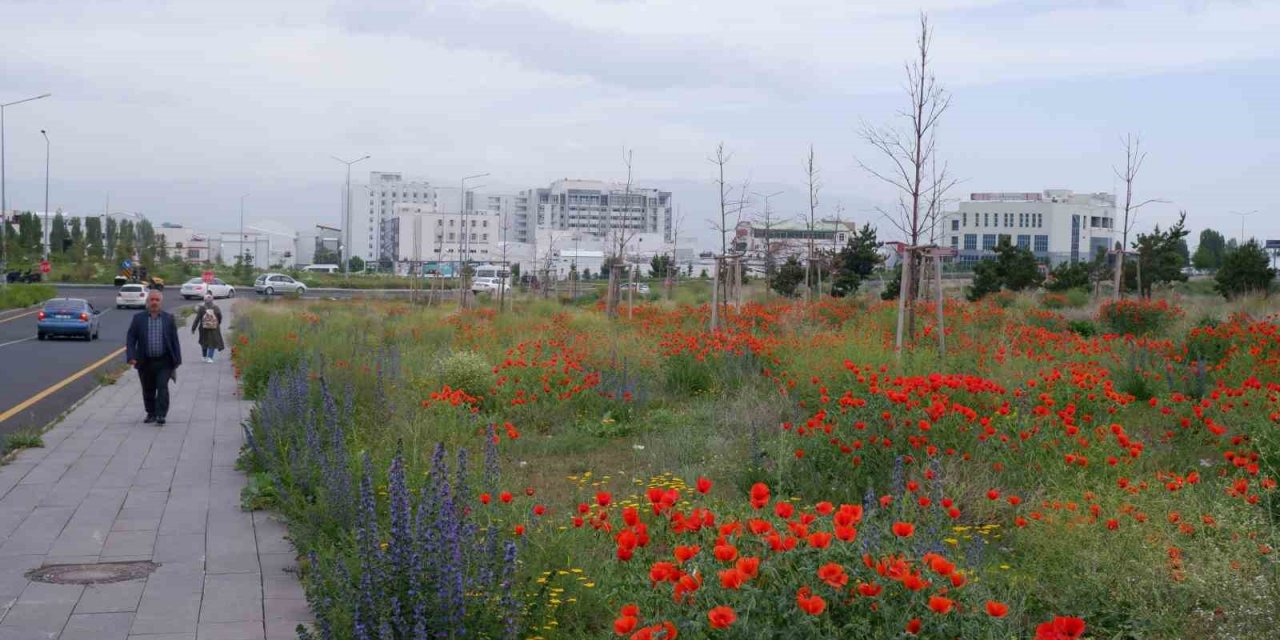 Kampüste gelincik şöleni