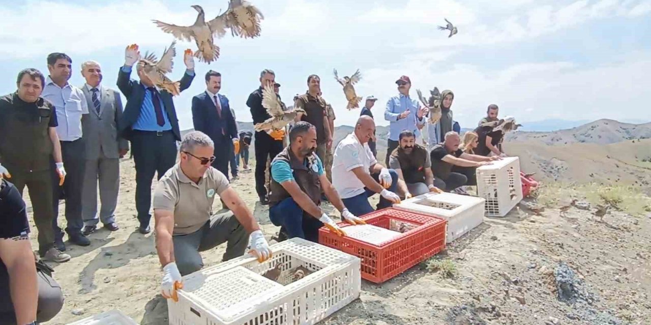 Tunceli’de doğaya 600 keklik salındı