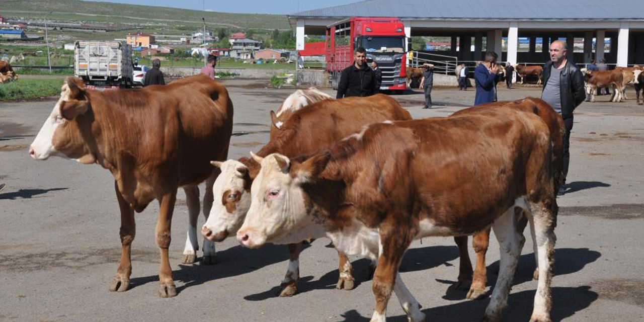 Kars Hayvan Pazarı’nda durgunluk yaşanıyor