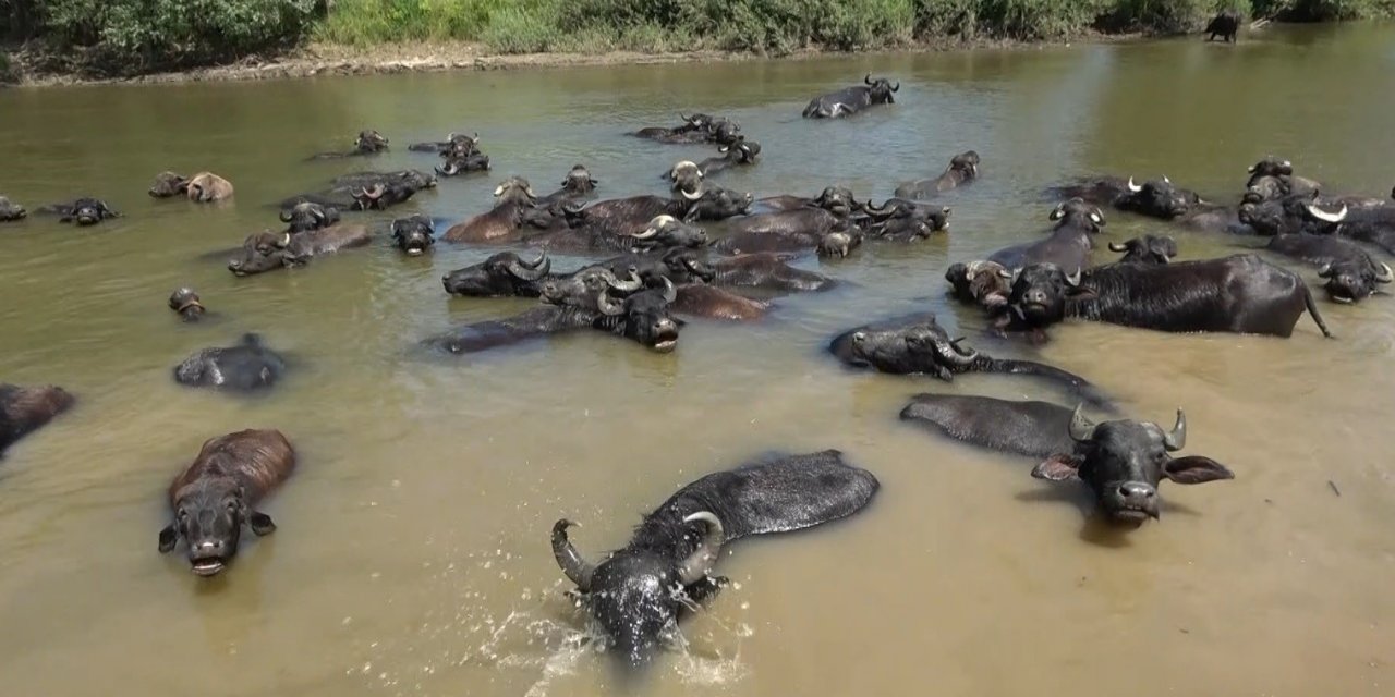 Afrika değil Muş Ovası