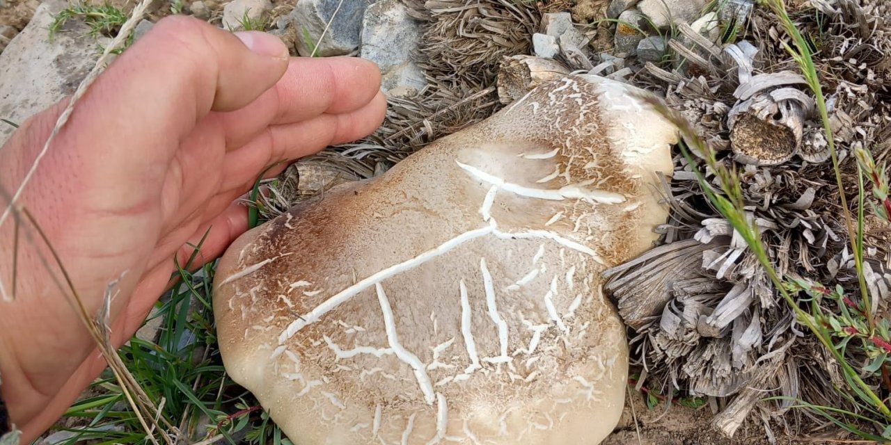 Malatya’da topladığı mantardan yiyen kişi zehirlendi