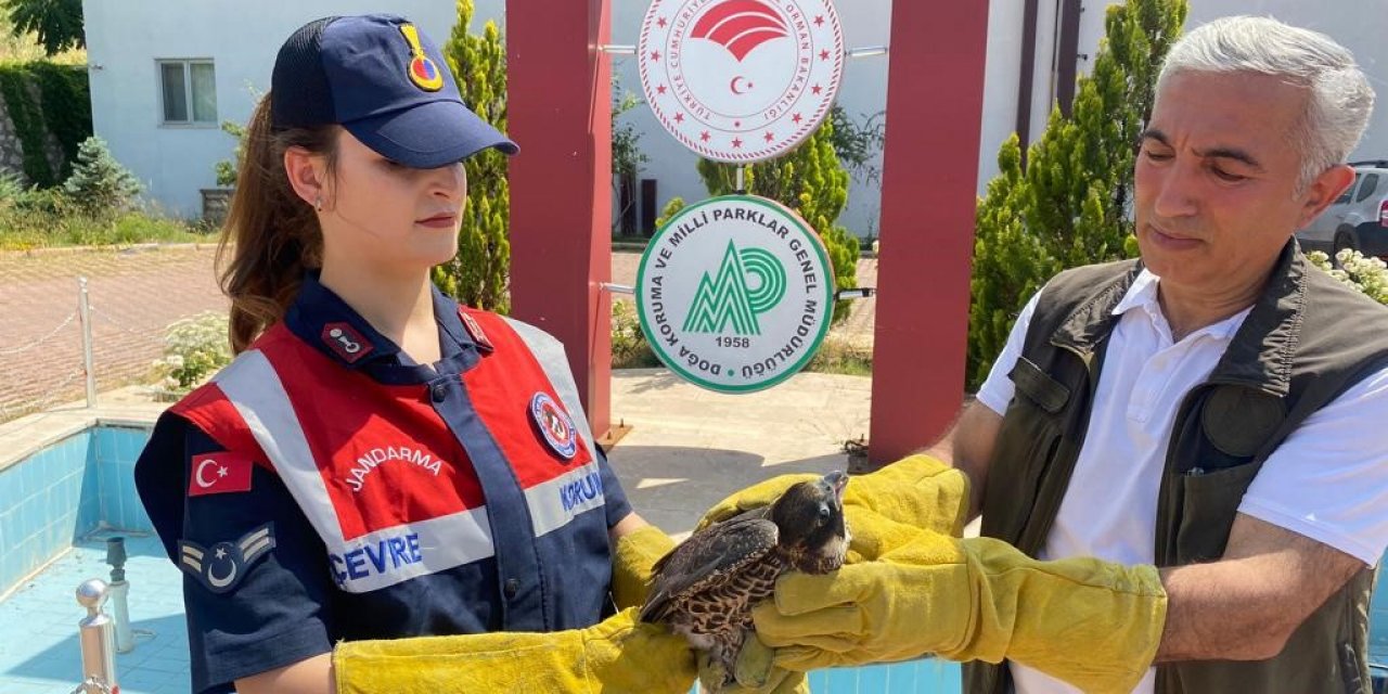 Malatya’da yaralı bulunan doğan tedavi altına alındı