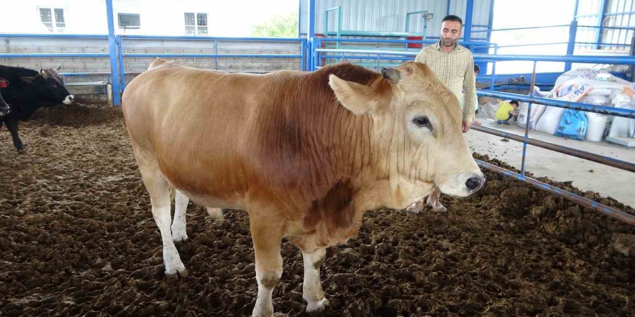 Malatya’nın 1 tonluk ‘Paşası’ rekor fiyata satıldı