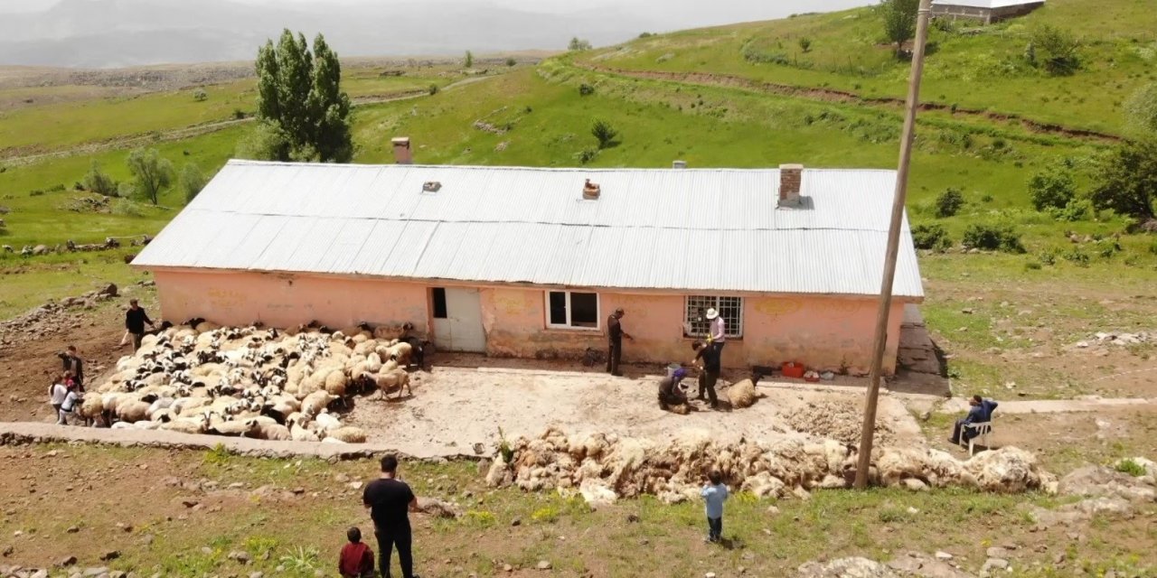 Muş’ta koyun kırkma mesaisi başladı