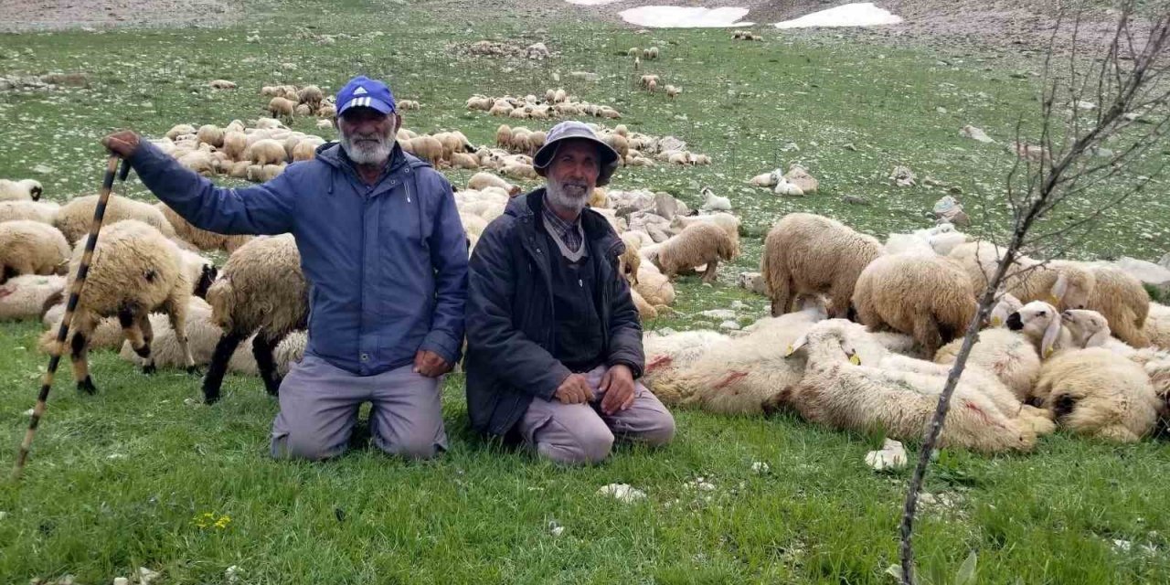 Koyun sürüleri İranlı çobanlara emanet