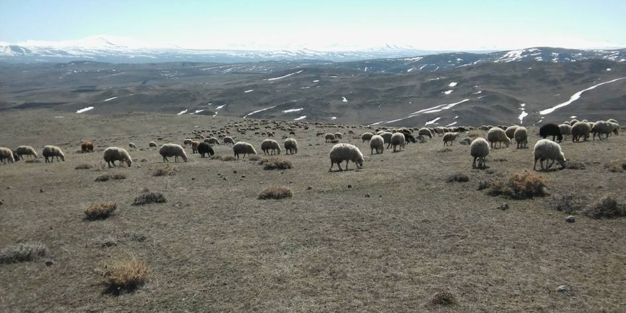 Kars'ta Anaç Koyun ve Keçi Desteklemesi müracaatları başladı