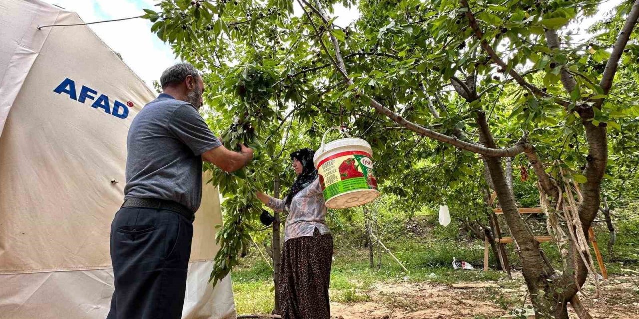 Yeşilyurt’ta ‘Dalbastı Kirazı’nda hasat zamanı