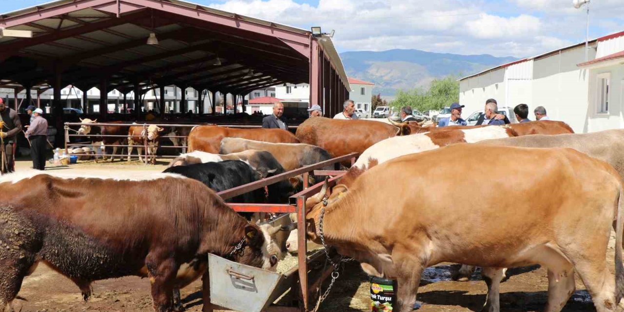 Erzincan’da vatandaşlar kurbanlık almak için arefe gününü bekliyor