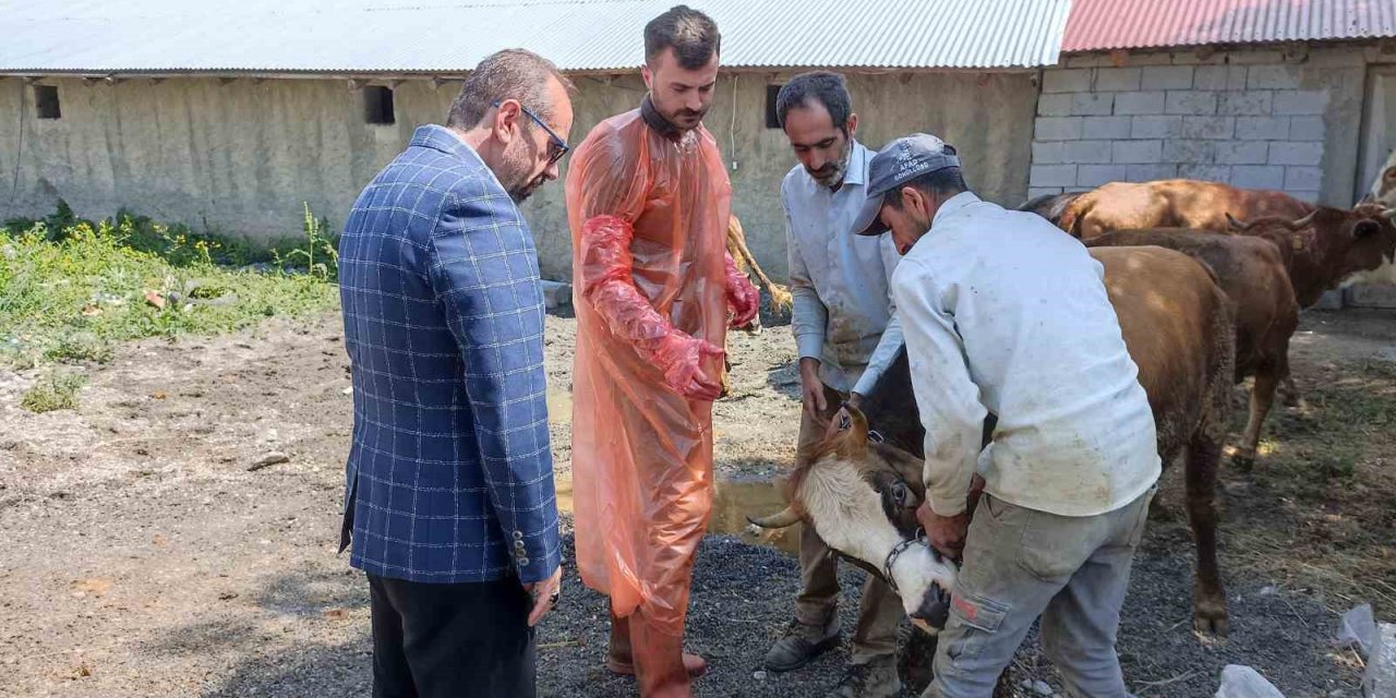 Ağrı’da 97 büyükbaş kurbanlık ihtiyaç sahiplerine ulaştırılacak